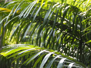 Fototapeta na wymiar 沖縄の熱帯雨林の日光に照らされた葉