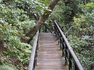 木製の遊歩道（沖縄県国頭郡国頭村比地大滝）