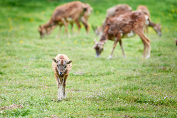 Young Mouflon with family (Ovis Orientalis)	