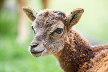 Young Mouflon Head Closeup (Ovis Orientalis)	