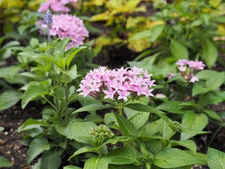 Naklejka premium 沖縄の野原に咲くペンタスの花
