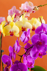 Close up of beautiful  phalaenopsis orchid flowers on bright background