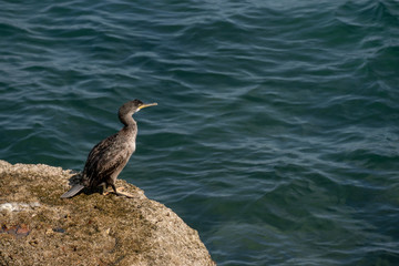 Young cormorant next to the sea in Cadiz
