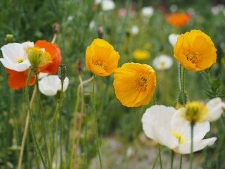 春の野原に咲くポピーの花