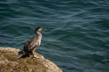 Young cormorant next to the sea in Cadiz