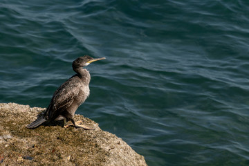 Young cormorant next to the sea in Cadiz