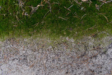 Moss in the forest, moss and sand, green moss, sand.