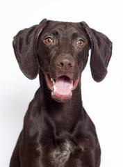 brown dog looking at the camera