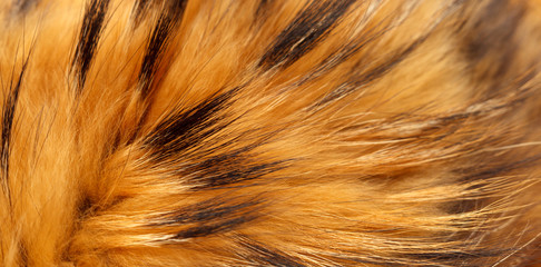 Fur Texture of Raccoon Close Up. Natural Fur Photography. Shallow focuse