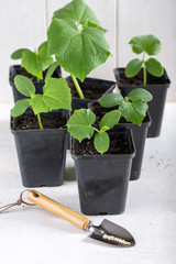 Young cucumber seedlings in a black flower pots on white background. Gardening concept.
