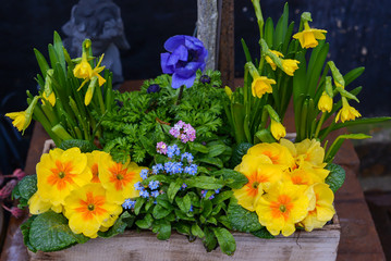wooden planter with spring flowers