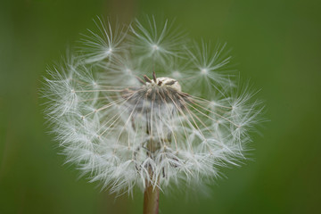 Löwenzahn © Hanna Gottschalk