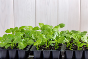 Aster flower seedlings in a black tray on white background. Springtime, gardening concept.