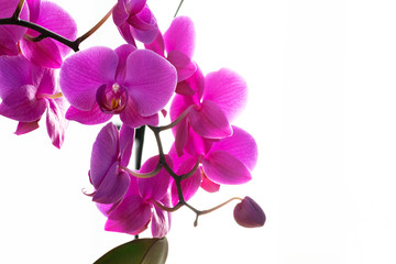 Beautiful purple  Orchid flowers on a branch hanging in the air