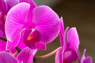 Fototapeta na wymiar Beautiful purple Orchid flowers on a branch hanging in the air