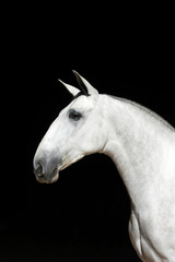 Obraz na płótnie Canvas Portrait of a white Spanish purebred mare