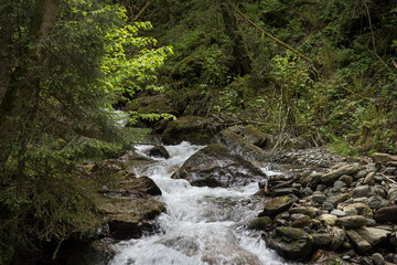 Bach im Wald