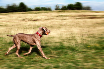 Weimaraner Jagdhund im Lauf