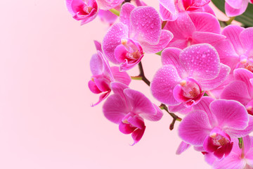 Naklejka na ściany i meble Pink orchid close up view on pastel pink background. - Image