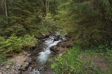 Bach im Wald