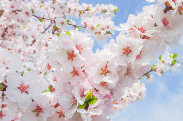Soft pink blooming Japanese cherry on a Sunny day