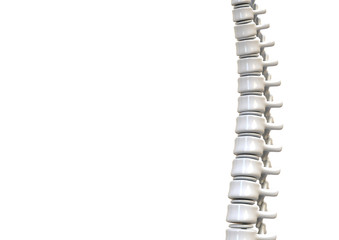 Spine isolated 3d rendering