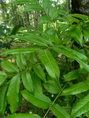 Young green mahogany leaves in the nature background