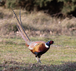 Cock Pheasant strutting