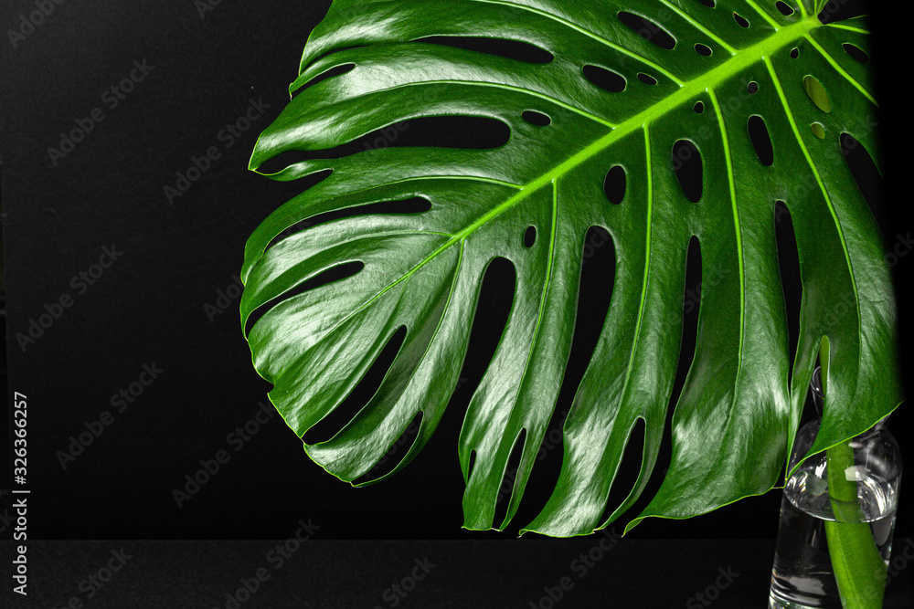 Wall mural Close up of a monstera leaf on dark black background. Object