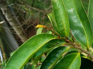 Young green soursop laves or Prickly Custard Apple. (Annona muricata L.) Plant for Treatment of carcinoma.