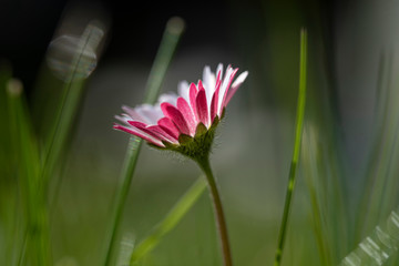 Gänseblümchen © Hanna Gottschalk