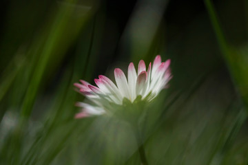 Gänseblümchen © Hanna Gottschalk