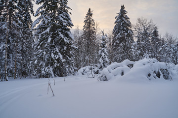 Fairy-tale forest with snow-covered Christmas trees in the sunlight. Frosty day at the ski resort. Explore the beauty of the earth. Creative toning effect.