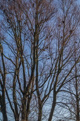 Fototapeta premium Baum