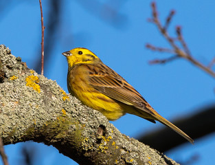 Yellowhammer
