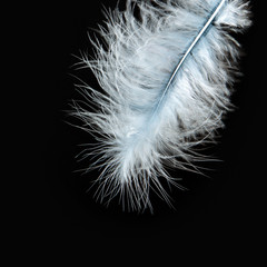 Beautiful white feather isolated on black background.