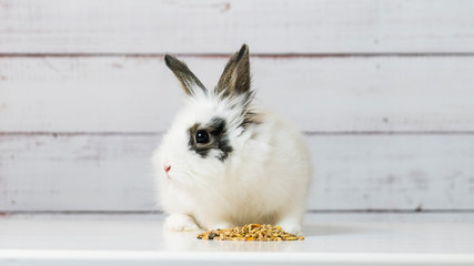 Close-up of cute white bunny is eating dry rodent food mix on wooden background. Balanced feed with...