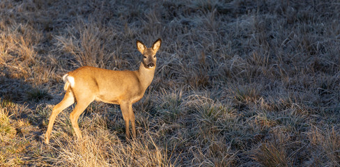 Roe Deer in winter morning light