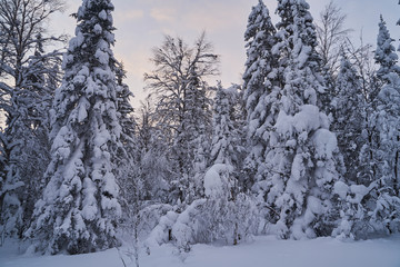Winter forest with snow-covered fir trees high in the mountains. Sunny February day in the spruce forest. The trees are covered with snow to the top of their heads.