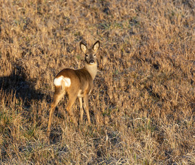 Roe Deer in winter morning light