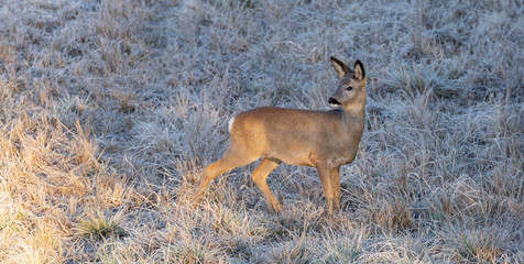 Roe Deer in winter morning light