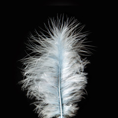 Beautiful white feather isolated on black background.