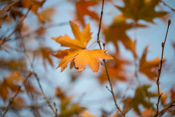 Season of beautiful autumn leaves