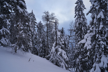 Fairy-tale forest with snow-covered Christmas trees in the sunlight. Frosty day at the ski resort. Explore the beauty of the earth. Creative toning effect.