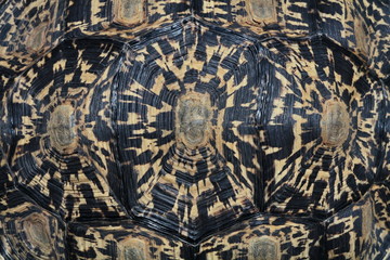 Schildkröten Panzer Pattern 7063