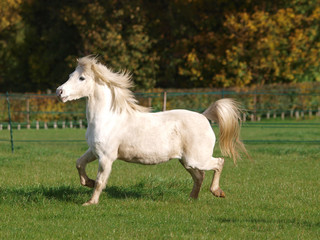 Obraz na płótnie Canvas Welsh Stallion At Liberty