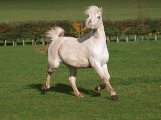 Obraz na płótnie Canvas Welsh Stallion At Liberty