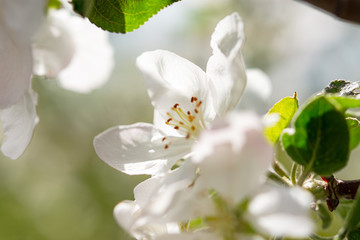 Obraz premium Sprig of Crab Apple Blossom, Malus sylvestris