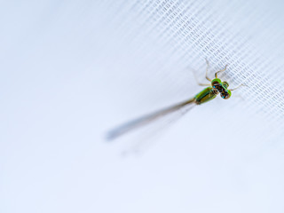 トンボ dragonfly 2