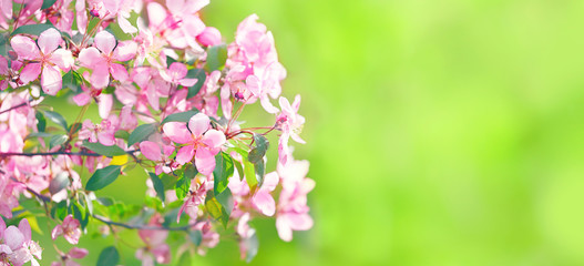 Pink plum flowers in spring garden. blooming cherry flowers nature background. copy space